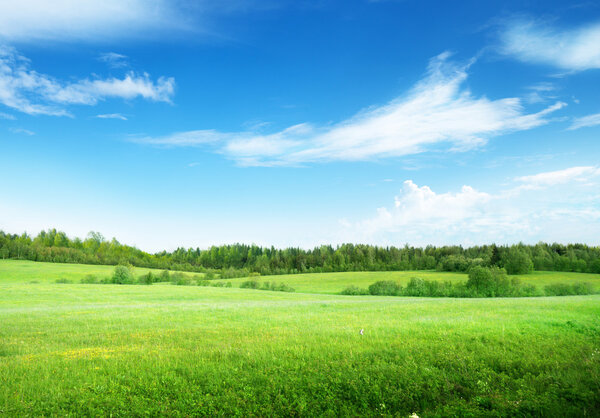 поле травы и идеальное небо