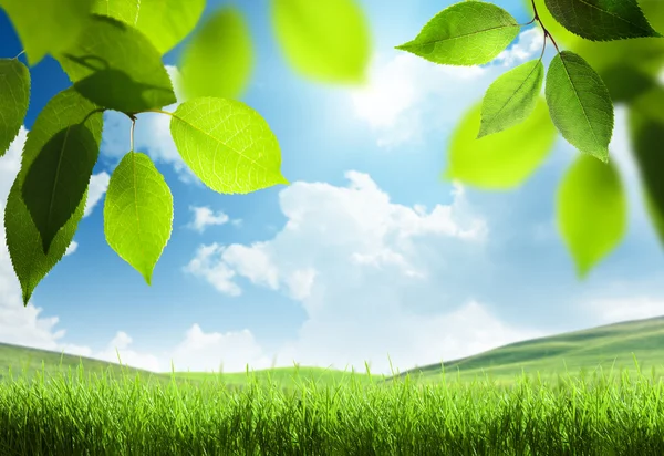 Spring sunny background — Stock Photo, Image