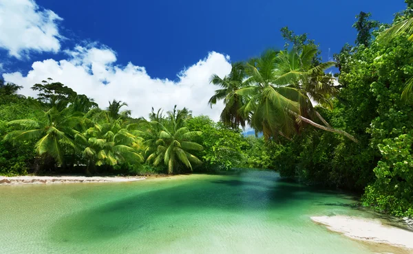 Lago e palme, isola di Mahe, Seychelles — Foto Stock