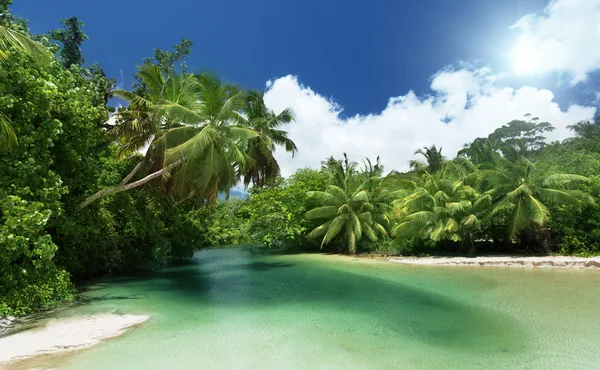 Lago e palmeiras, ilha de Mahe, Seychelles — Fotografia de Stock