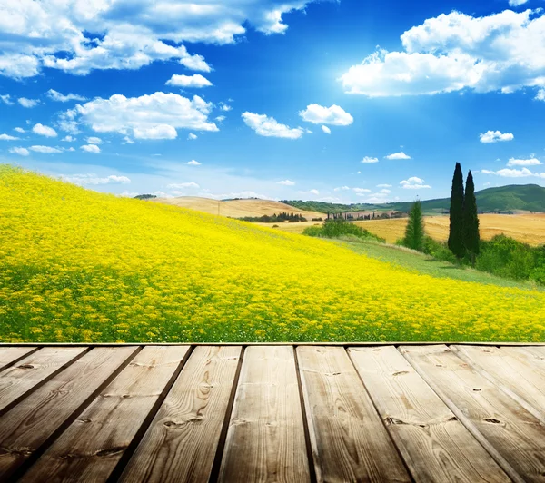 Поле желтых цветов Тоскана, Италия — стоковое фото