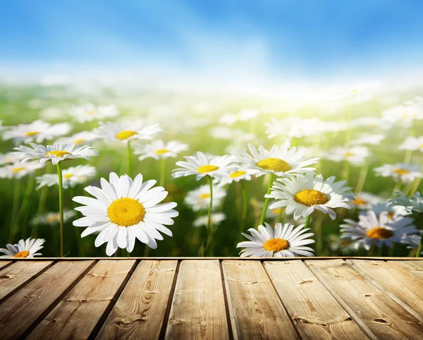 Champ de fleurs de marguerite et plancher de bois — Photo