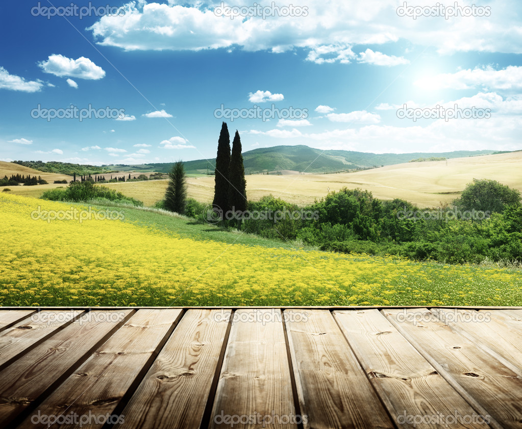 field of yellow flowers Tuscany, Italy