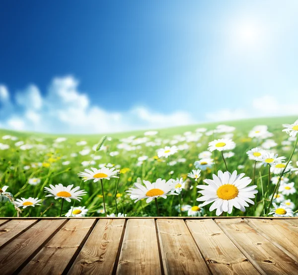Daisy blommor och trägolv — Stockfoto