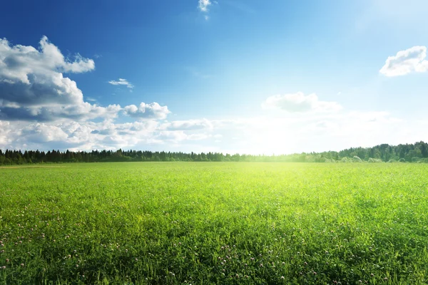 Campo d'erba e cielo perfetto — Foto Stock