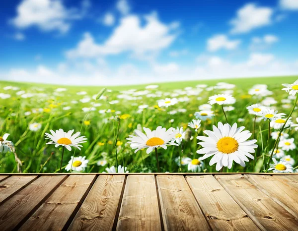 Field of daisy flowers and wood floor — Stock Photo, Image