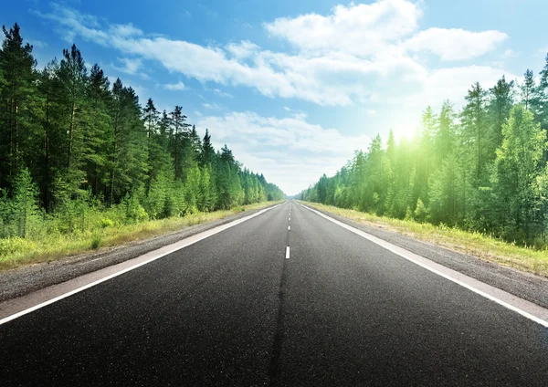 Road in deep forest Royalty Free Stock Images