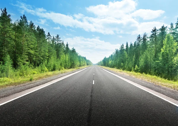 Road in deep forest — Stock Photo, Image