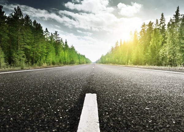 Camino en bosque profundo — Foto de Stock