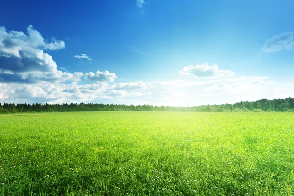 Campo de grama e céu perfeito — Fotografia de Stock