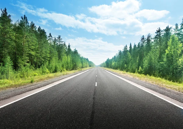 Road in deep forest Royalty Free Stock Photos