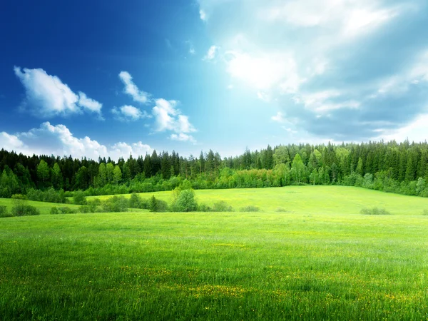 Campo d'erba e cielo perfetto Foto Stock