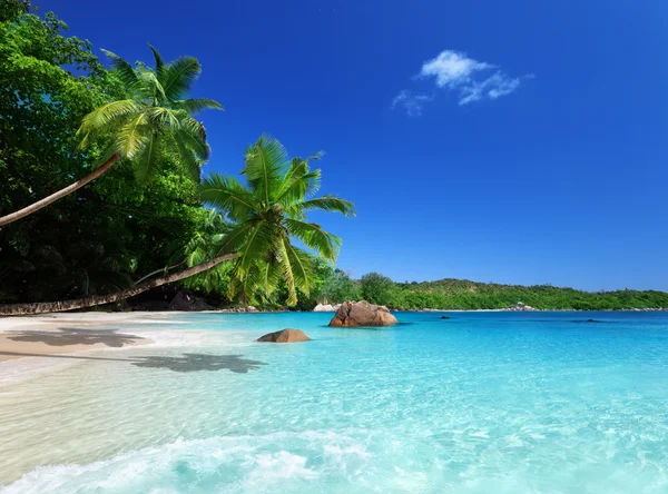 Praslin adasındaki sahil, Seyşeller.