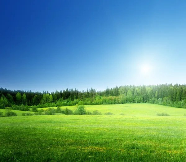 Gräsfält och perfekt himmel — Stockfoto