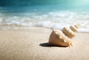 Seashell Beach (sığ Dof)
