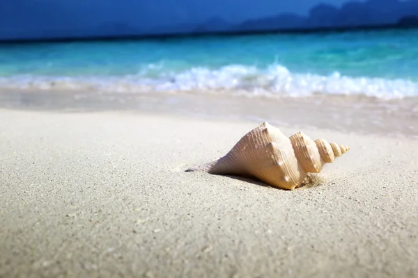 Concha marina en la playa (DOF poco profundo ) —  Fotos de Stock