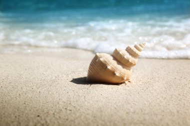 Seashell Beach (sığ Dof)