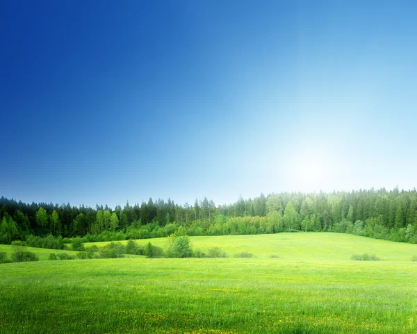 Campo de grama e céu perfeito — Fotografia de Stock