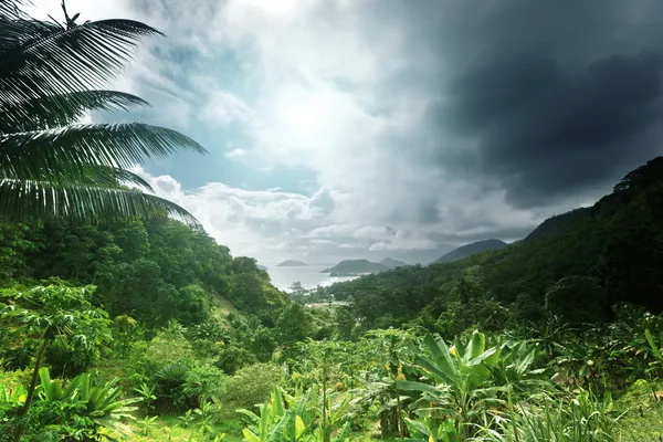 Jungle van Seychellen eiland — Stockfoto