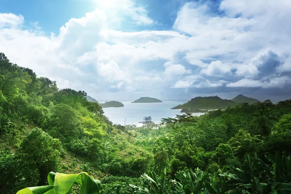 Jungle of seychelles island — Stock Photo, Image