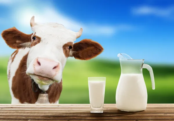 Vache et lait — Photo