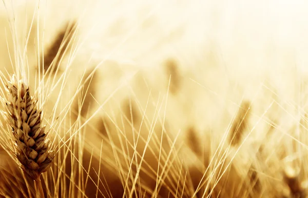 Campo di grano — Foto Stock