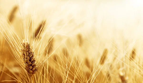 Campo di grano — Foto Stock