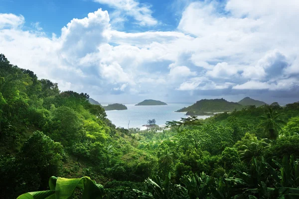 Selva de ilha de Seychelles — Fotografia de Stock