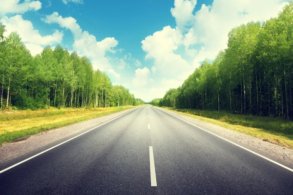 Camino en el bosque de verano — Foto de Stock