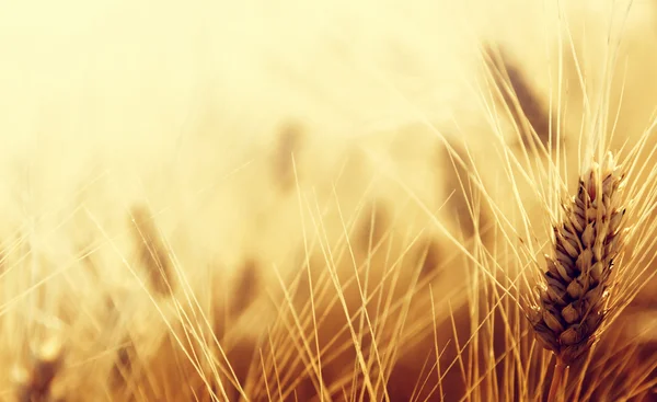 Campo di grano — Foto Stock