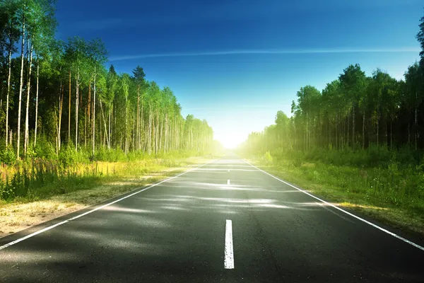 Road in summer forest — Stock Photo, Image