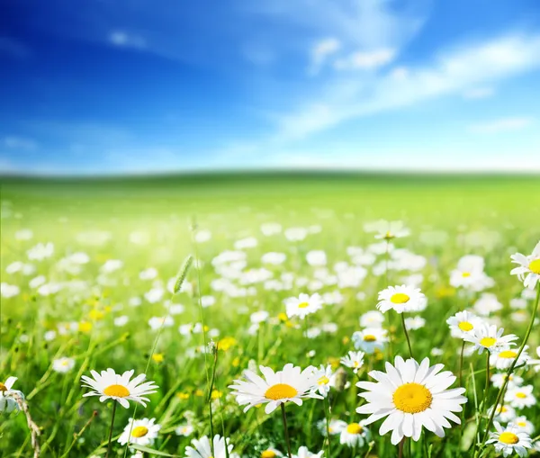 Champ de fleurs de marguerite — Photo