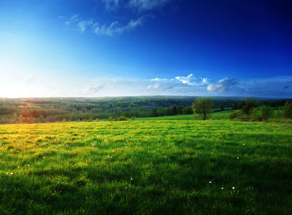 Field of spring grass and forest Royalty Free Stock Images