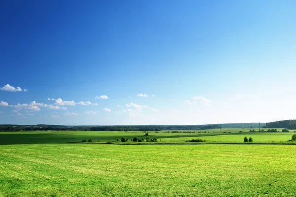 Feld aus Gras und Wald — Stockfoto