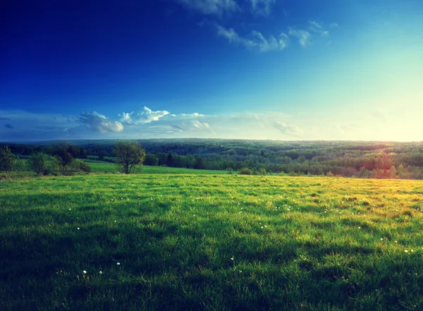 Campo de grama de primavera e floresta — Fotografia de Stock