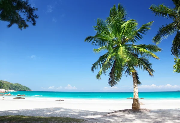 Anse Lazio playa Praslin isla, Seychelles —  Fotos de Stock