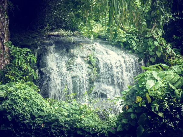 Cachoeira em selvas de Seychelles, ilha de Mahe — Fotografia de Stock