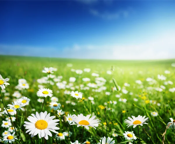 Feld der Gänseblümchen — Stockfoto