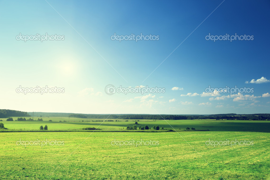 field of grass and forest