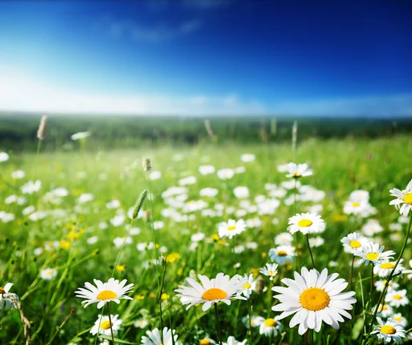 Fält av tusensköna blommor — Stockfoto