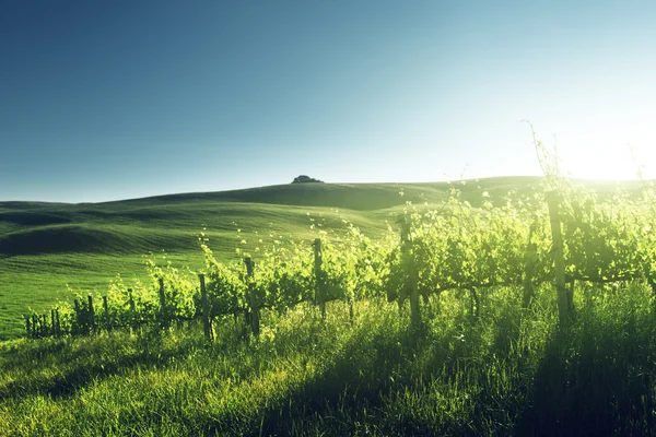 Tramonto sul vigneto Toscana — Foto Stock