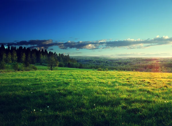 Field of spring grass and forest — Stock Photo, Image