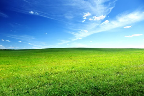 Campo di erba primaverile — Foto Stock