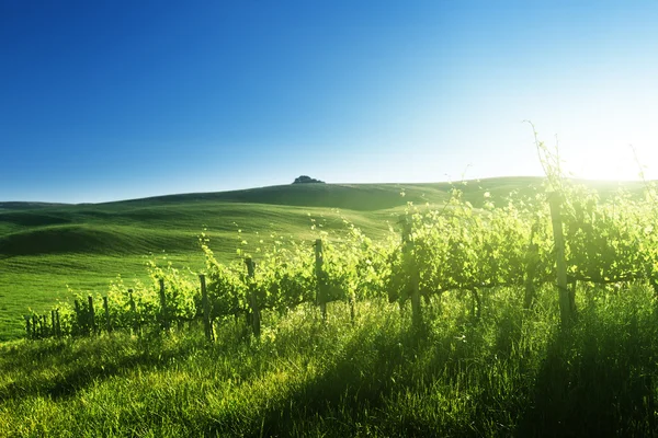 Zonsondergang op wijngaard Toscane, Italië — Stockfoto