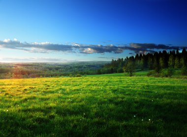 Bahar çimen ve orman alanı