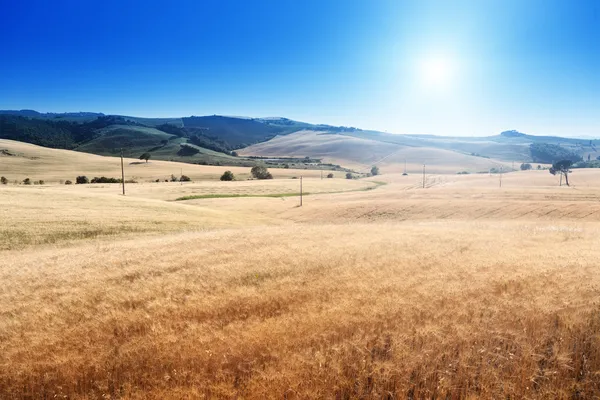 Barley hills Tuscany, Italy — стоковое фото