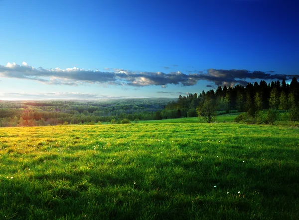 Field of spring grass and forest — Stock Photo, Image