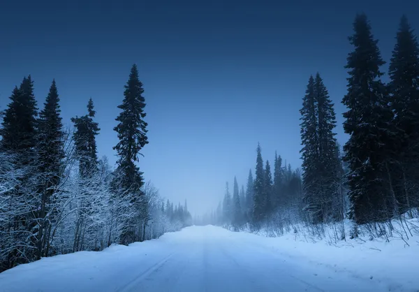 Noc droga w lesie zimą — Zdjęcie stockowe