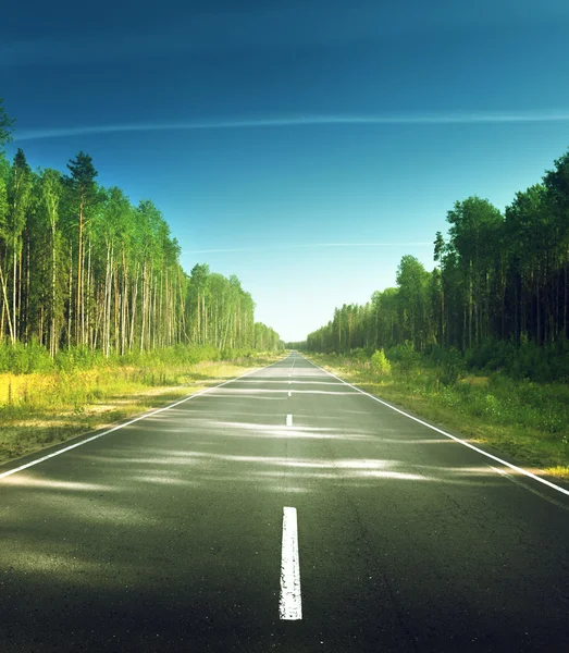 Route dans la forêt d'été — Photo