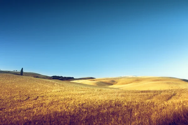 Field of barley in Tuscany, Italy Stock Photo